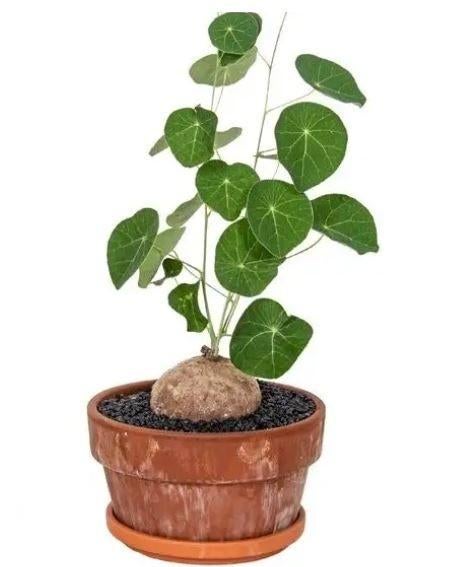 Zeldzame Stephania pierrei – Bolmaat 7-8 cm, Huis en Inrichting, Kamerplanten, Overige soorten, In pot, Minder dan 100 cm, Groene kamerplant