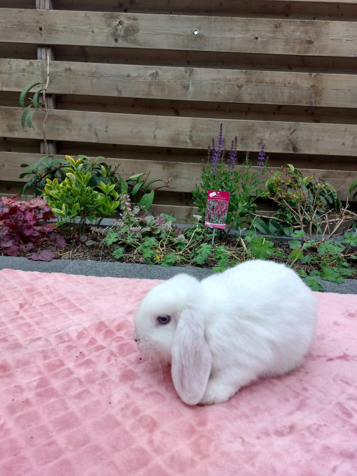 Te koop witblauwoog nhd/minilop voedster., Dieren en Toebehoren, Vrouwelijk, Dwerg, Hangoor, 0 tot 2 jaar