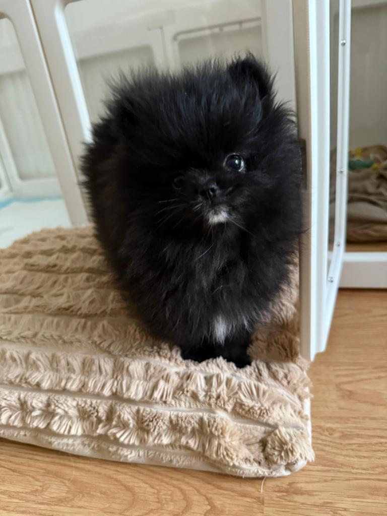 Bearface Tea cup Mini Pomeriaan/ Pomerianen Pups te koop, Dieren en Toebehoren, Keeshond, 8 tot 15 weken, Parvo, Meerdere