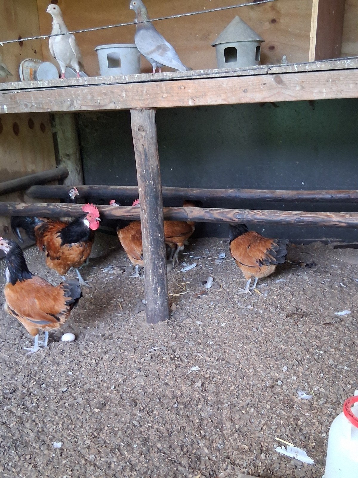 vorwerkkriel, Dieren en Toebehoren, Pluimvee, Meerdere dieren, Kip