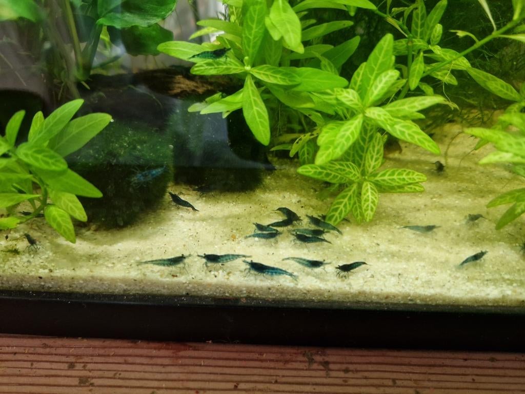 Blauwe garnalen 15 stuks voor 20 euro, Kreeft, Krab of Garnaal, Zoetwatervis