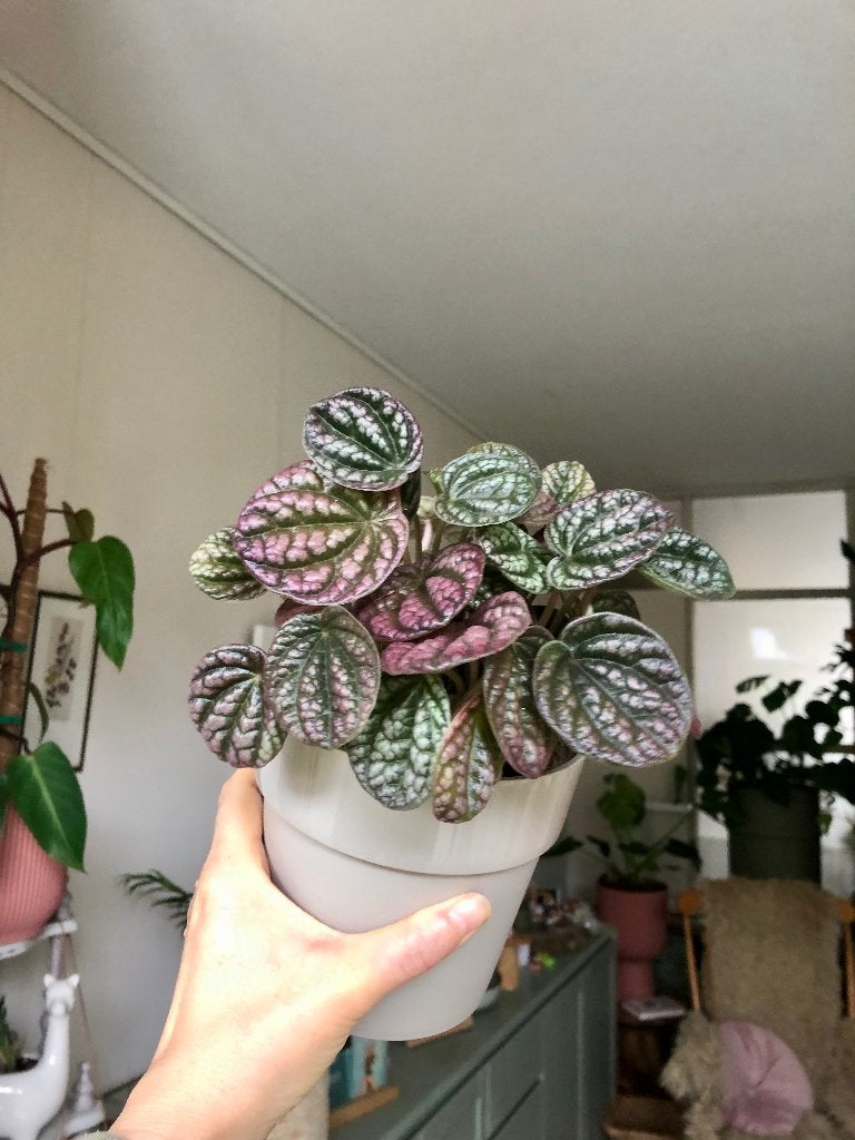 Peperomia Caperata Rosso in Elho bloempot, Overige soorten, In pot, Minder dan 100 cm, Groene kamerplant