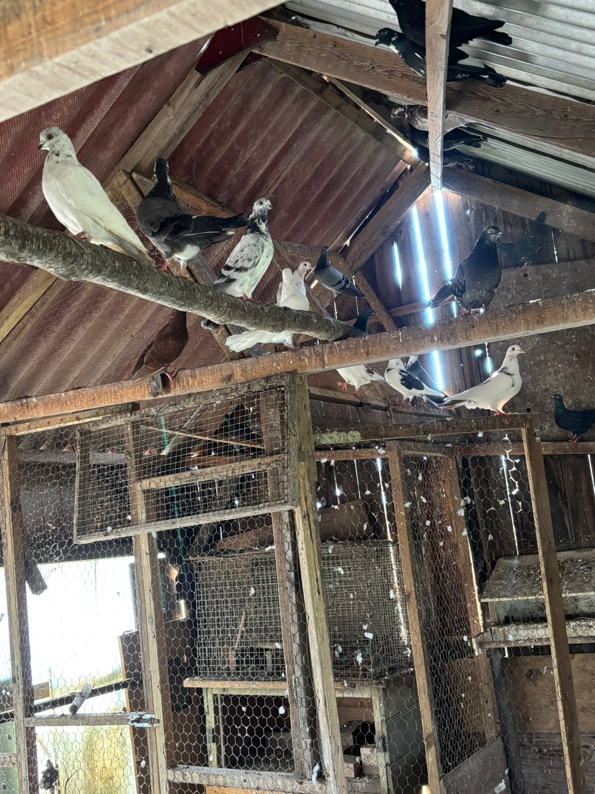 Duiven, Meerdere dieren, Overige soorten