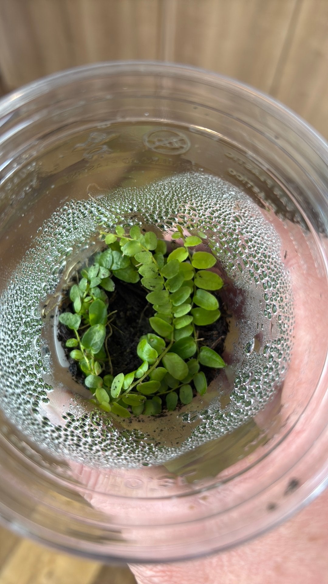 Terrariumplant Marcgravia, Ophalen of Verzenden, Halfschaduw, Minder dan 100 cm