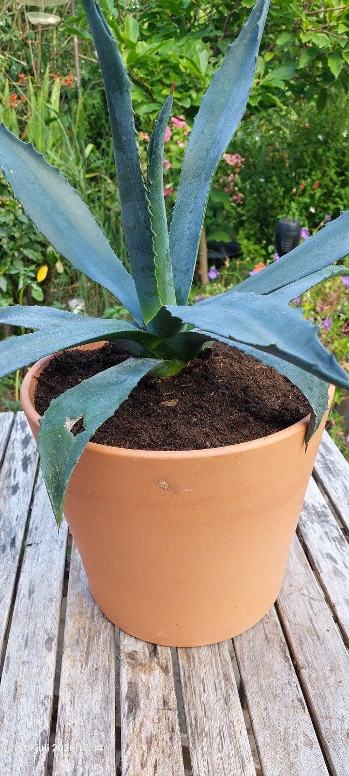 Agave in terracotta pot, Ophalen, Overige soorten, Volle zon