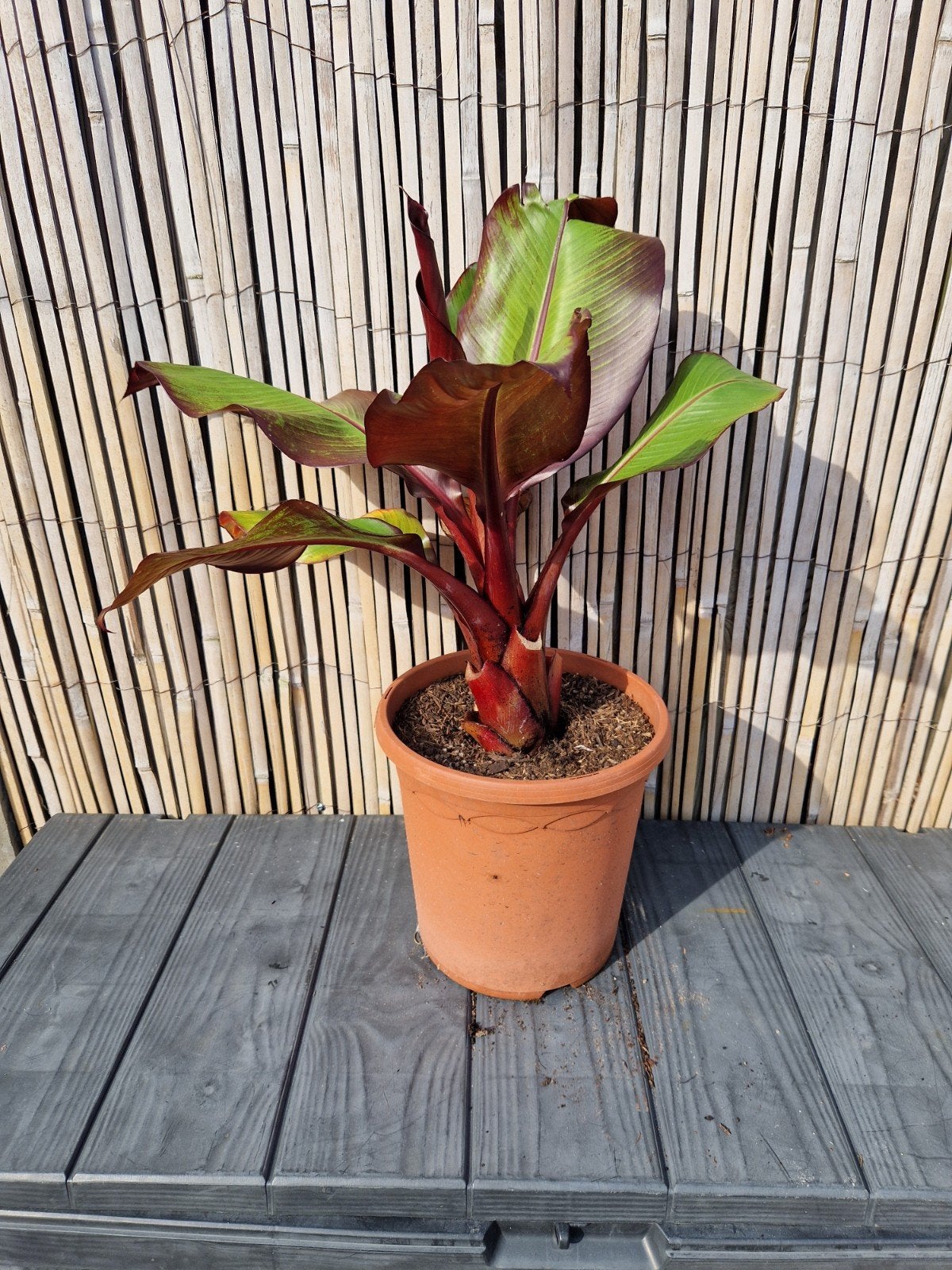 Ensete Ventricosum Maurelli - Vorstvrij Overwinteren, Tuin en Terras, Volle zon, Vaste plant, Bloeit niet, Ophalen