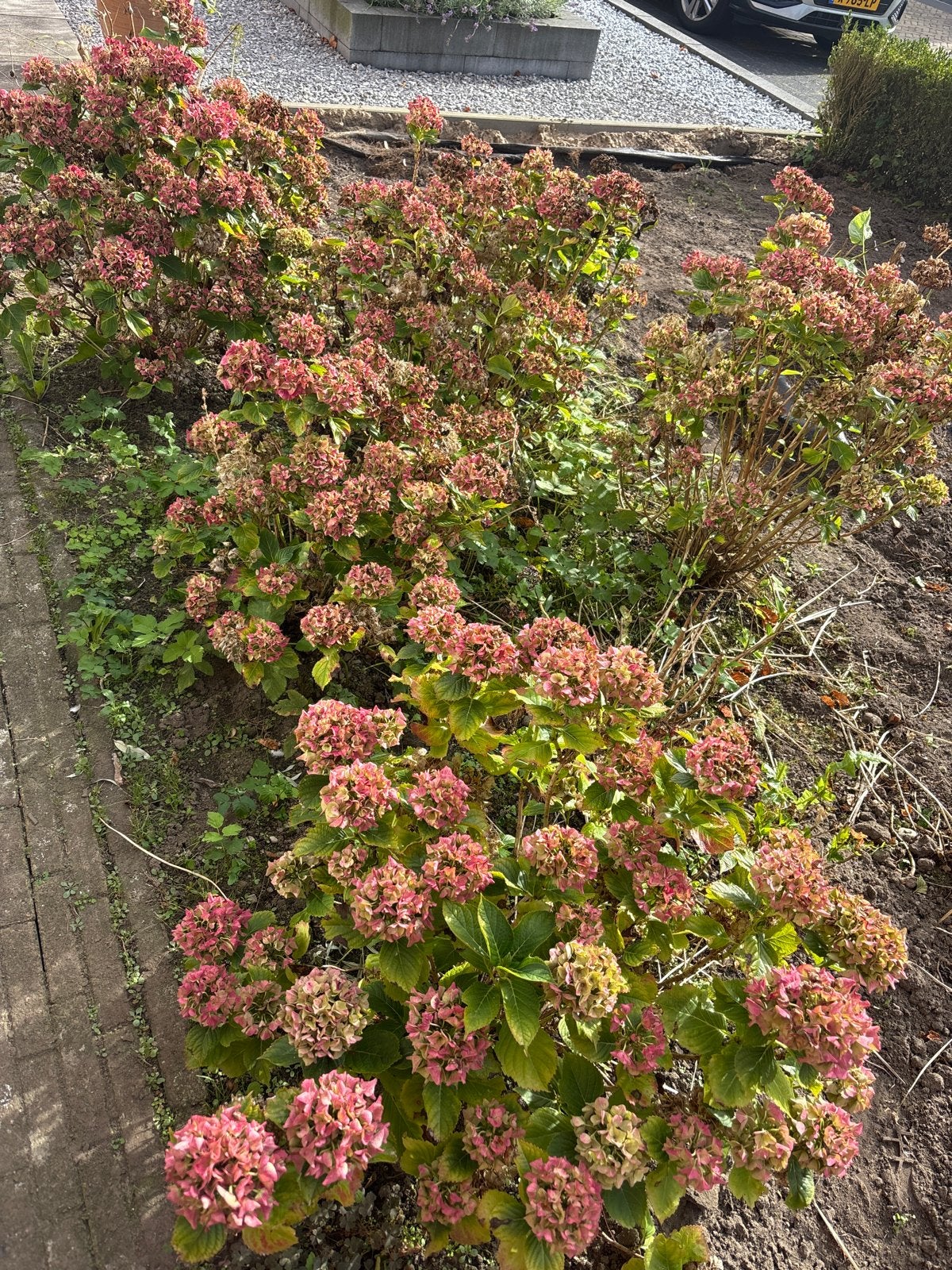 Vier hortensia struiken wegens tuinverandering, Tuin en Terras, Vaste plant, Halfschaduw, Zomer, Ophalen