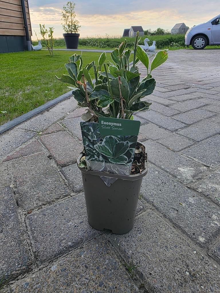 Groot assortiment heesters, vaste planten en eenjarigen., Ophalen, Overige soorten, Volle zon