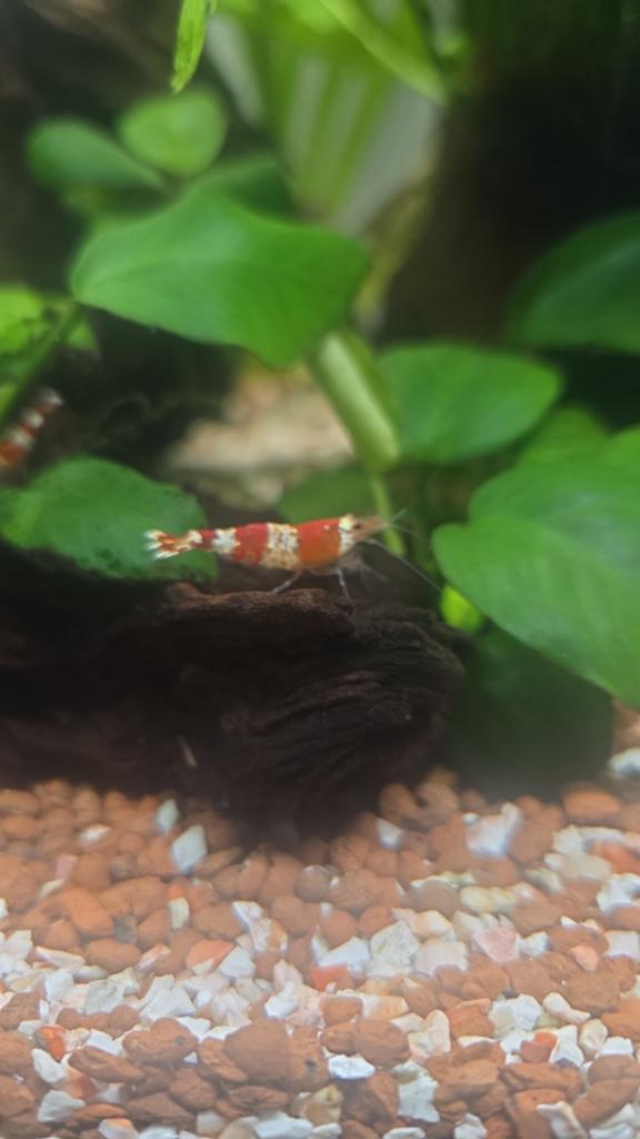 Mooie crystal red garnalen zitten op leidingwater, Kreeft, Krab of Garnaal