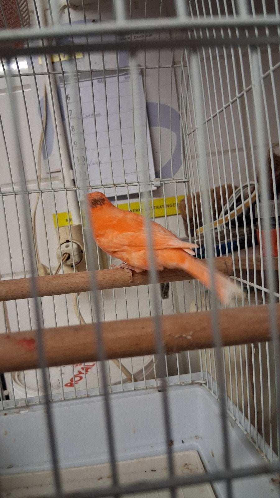 Vogels, Vrouwelijk, Parkiet
