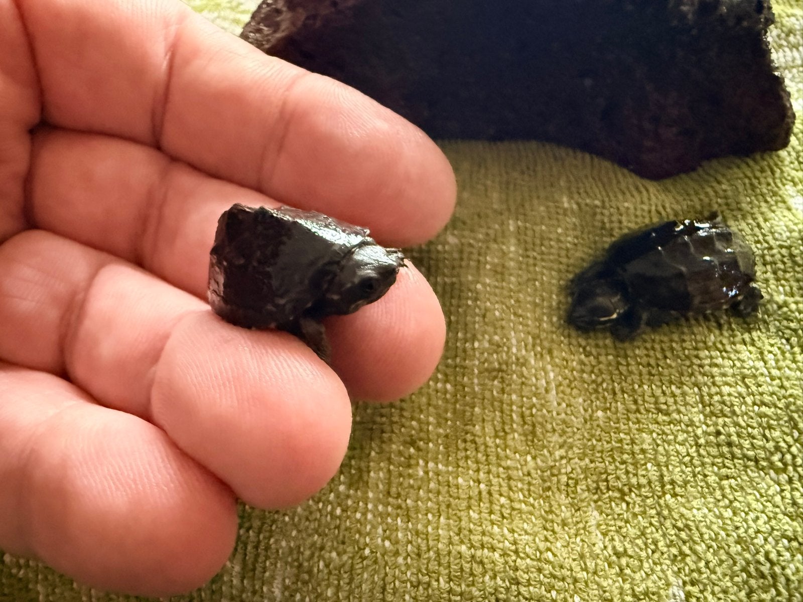 Baby muskusschildpadjes. Turtle photo 2