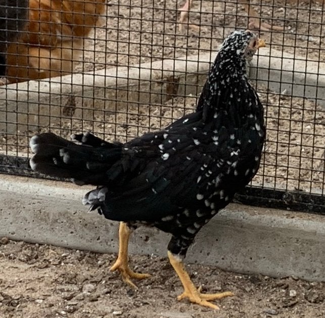Ancona hen, Vrouwelijk, Kip