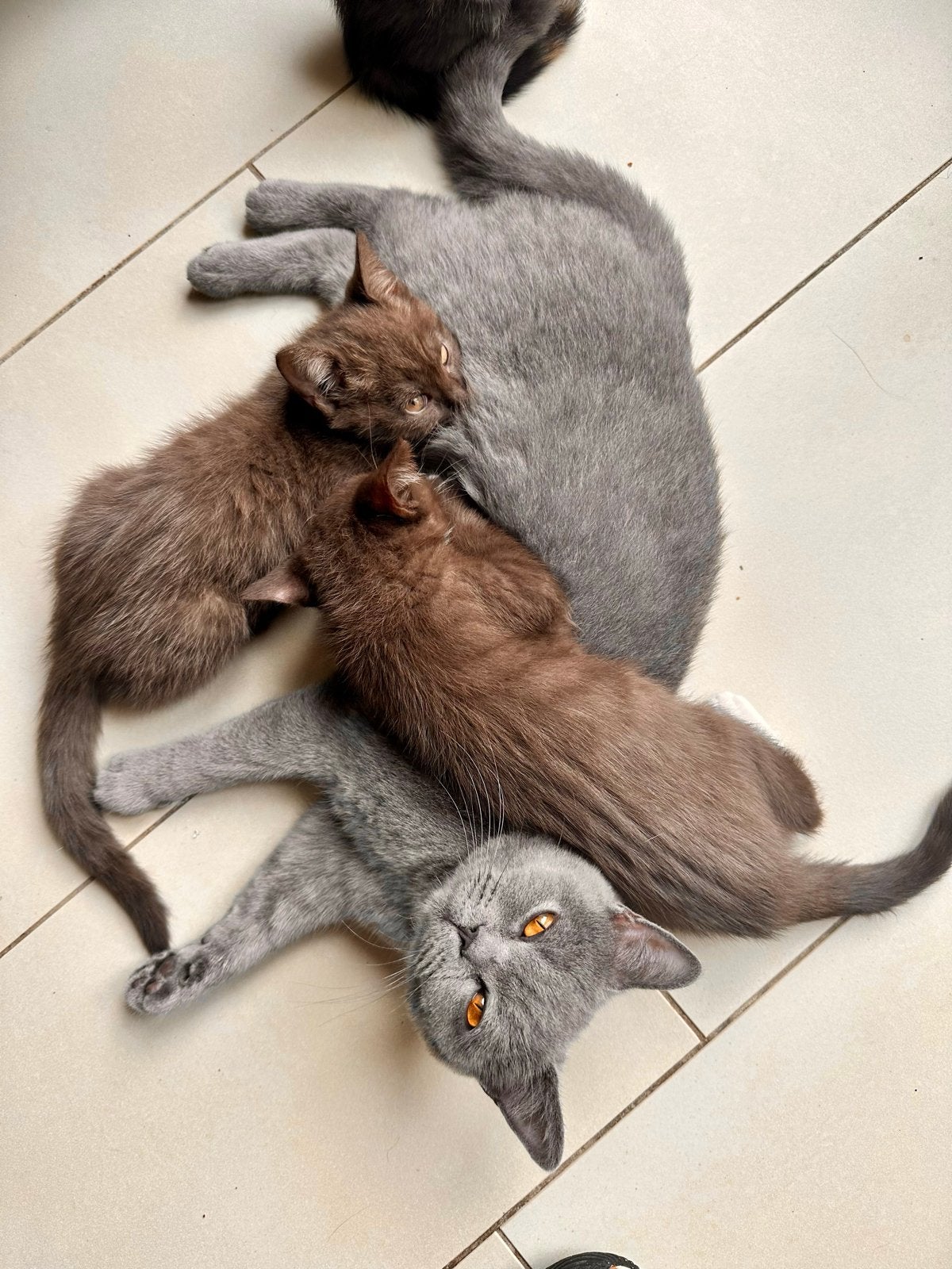 Brtise korthaar kittens chocolate, mag al mee, gevaccineerd., Kater, Ontwormd, 0 tot 2 jaar