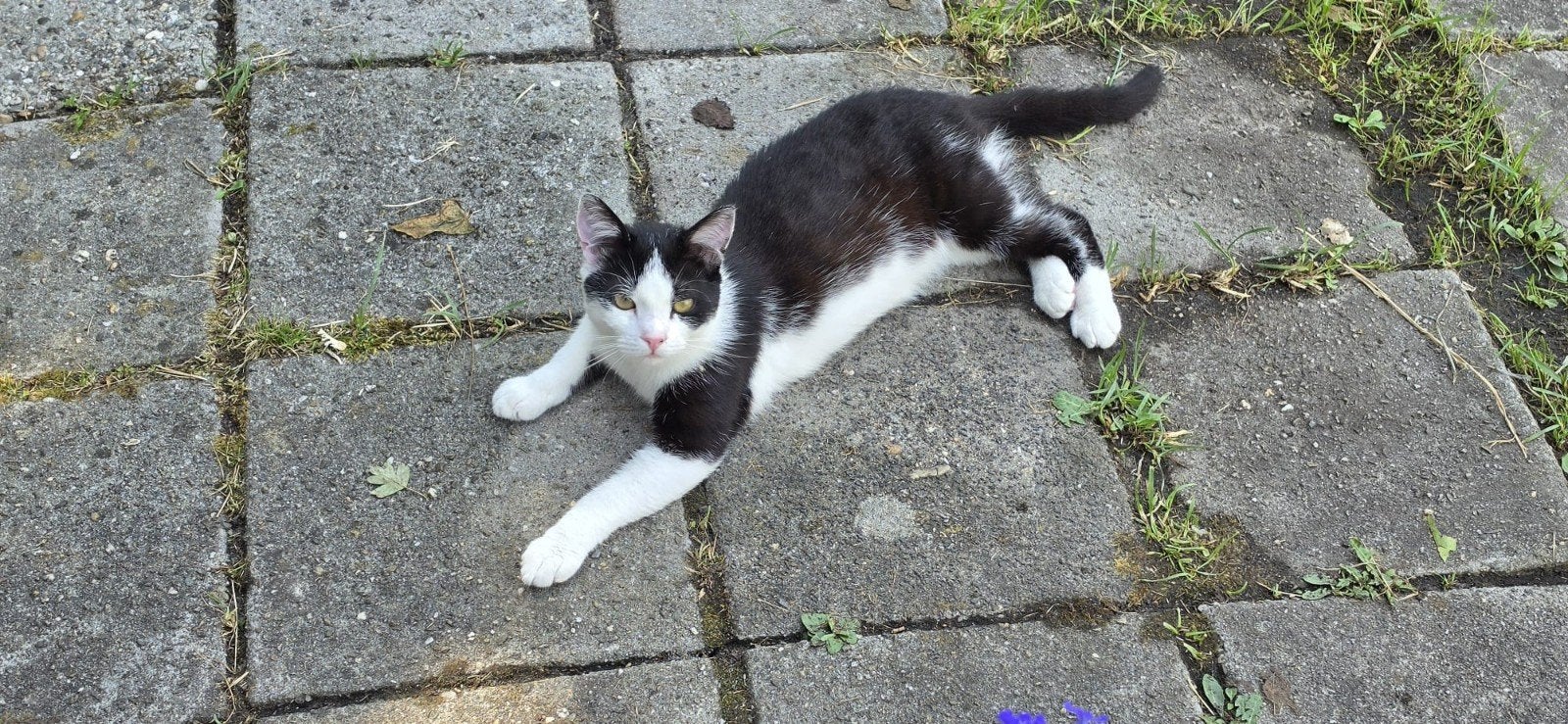 Dieren, Kater, 0 tot 2 jaar
