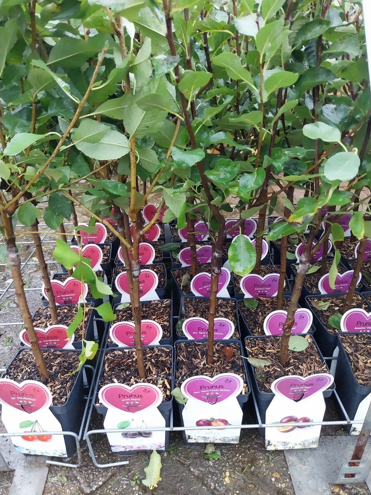 Laagstam fruitbomen - Diverse soorten, Ophalen, Minder dan 100 cm, Lente, Overige soorten