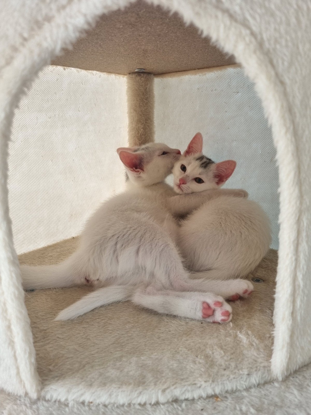2 mooie lieve witte kittens poesjes, Poes, Ontwormd