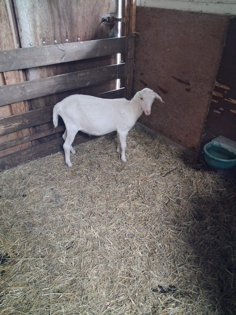 Mooie witte bok hoornloos, Dieren en Toebehoren, Mannelijk, Geit, 0 tot 2 jaar