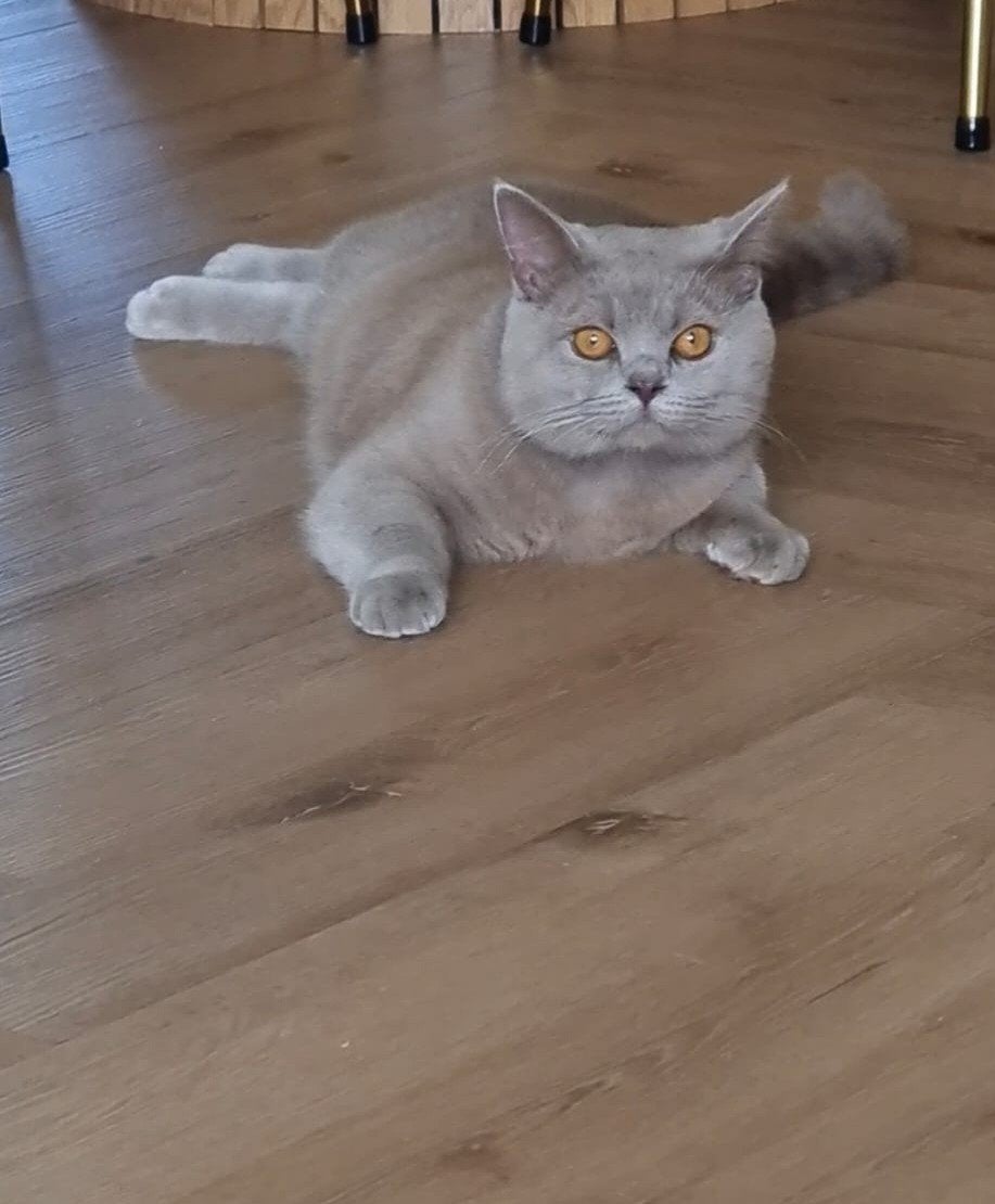 British shorthair kater, Dieren en Toebehoren, Kater
