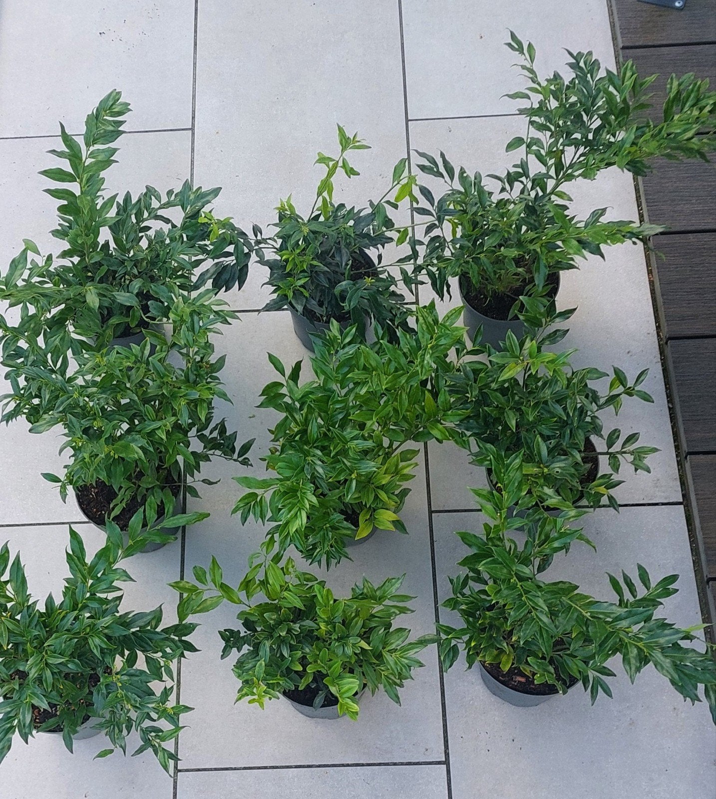 Sarcococca, zoet geurende buxus, vleesbes, winterjuweeltje, Tuin en Terras, Overige soorten, Minder dan 100 cm, Ophalen, Volle zon