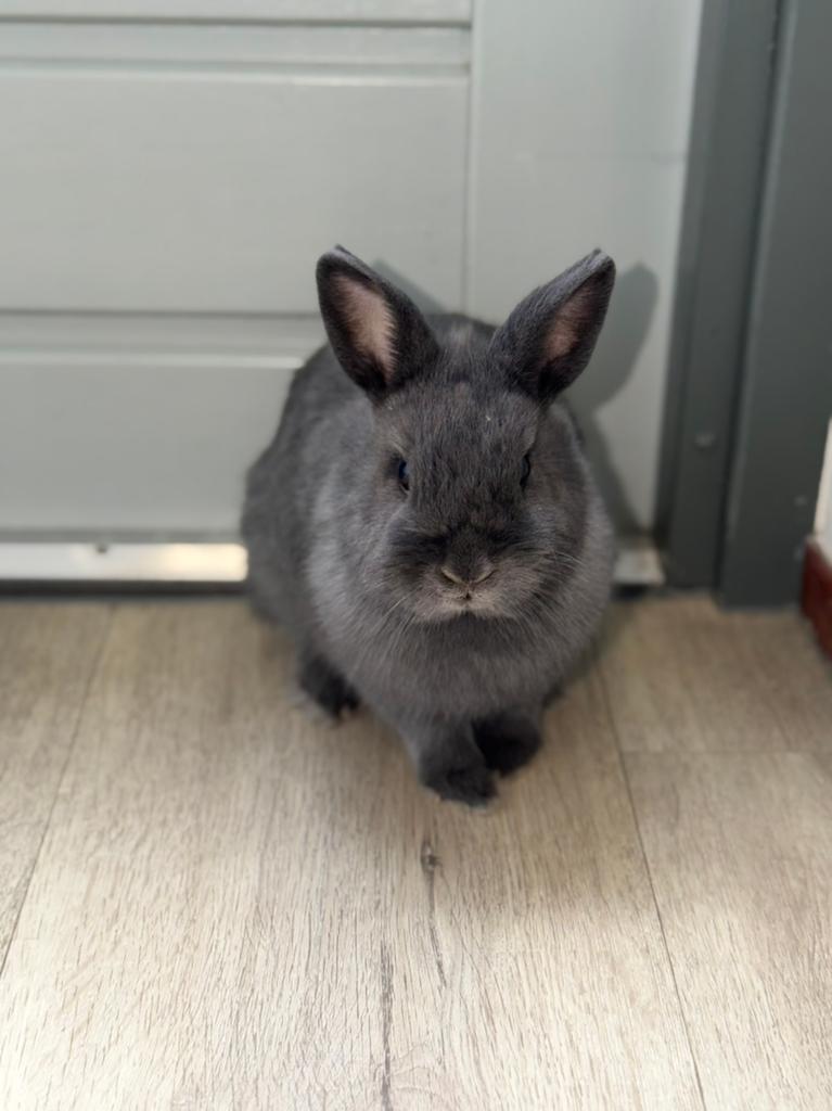 Lief tam konijntje nibble te koop., Dieren en Toebehoren, Konijnen, Dwerg, Vrouwelijk, 0 tot 2 jaar