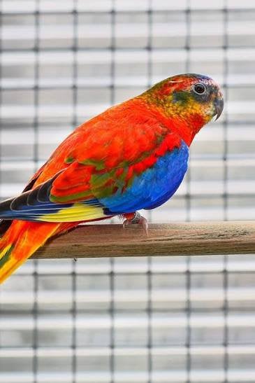 Turquoisine parkiet koppel roodbuik gezocht, Dieren en Toebehoren, Meerdere dieren, Parkiet