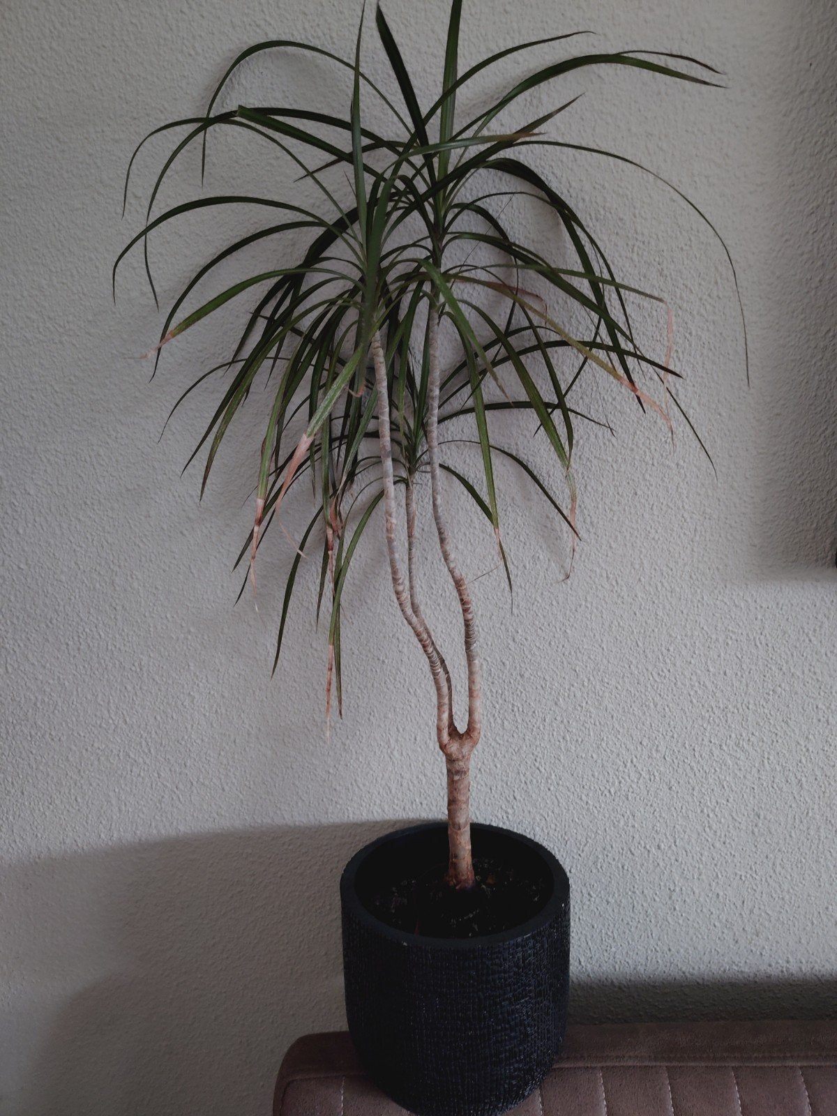 Dracaena in pot - Elegante kamerplant, Ophalen of Verzenden