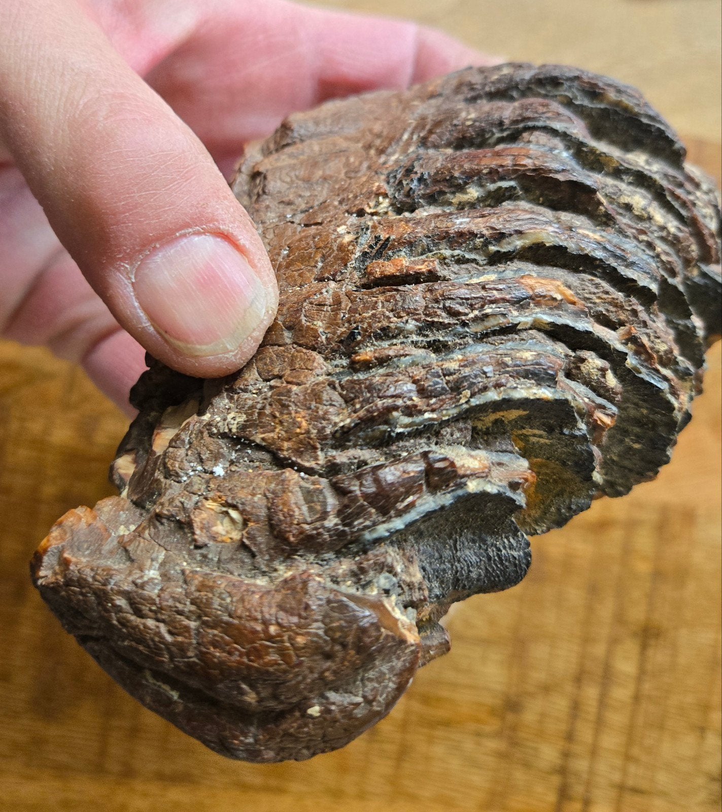 Kies Wolharige Mammoet, Verzamelen, Mineralen en Fossielen, Ophalen of Verzenden, Fossiel