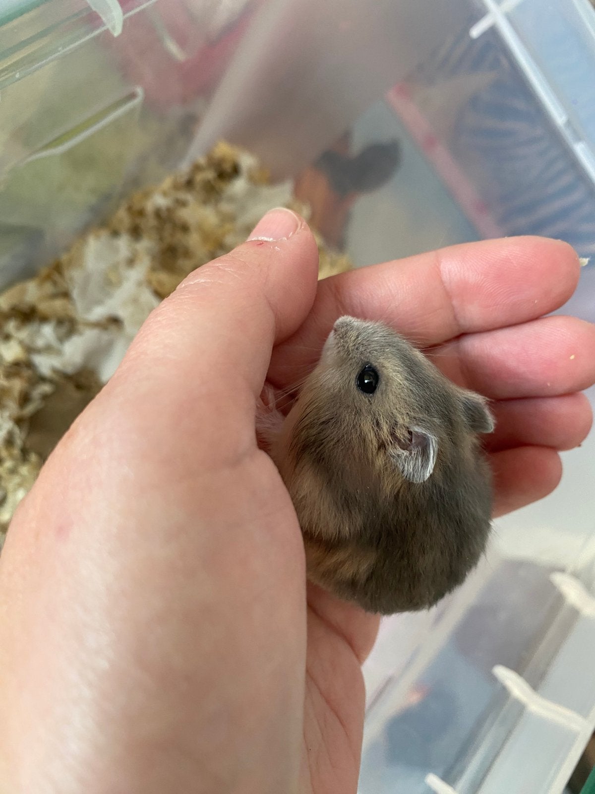 Baby hamster, Dieren en Toebehoren, Hamster, Augustus, Vrouwelijk, Tam