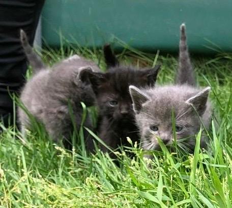 Kittens, Dieren en Toebehoren, Katten en Kittens | Overige Katten, Meerdere dieren