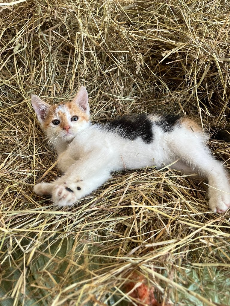 Lieve kittens, Meerdere dieren, Kortharig, 0 tot 2 jaar