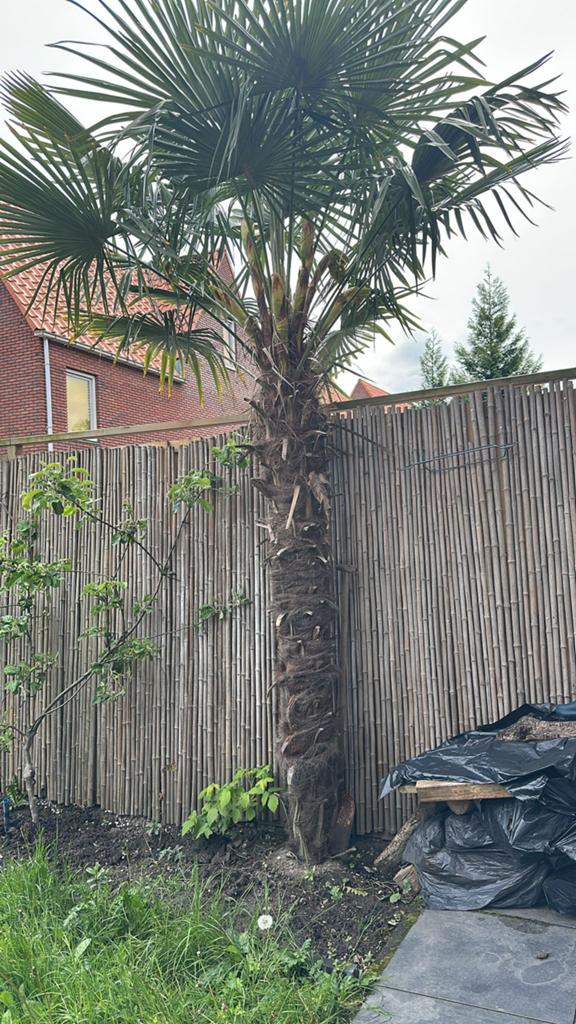 Palmboom, Tuin en Terras, Planten | Tuinplanten, Ophalen, Overige soorten, Volle zon
