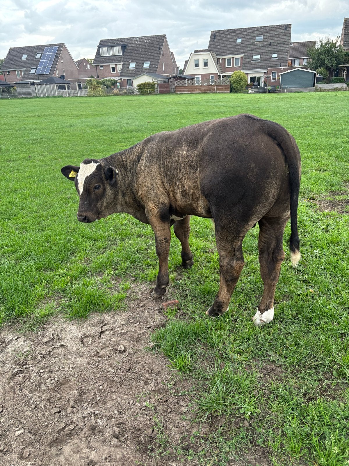 Te koop: Zoogstel, Dieren en Toebehoren, Runderen