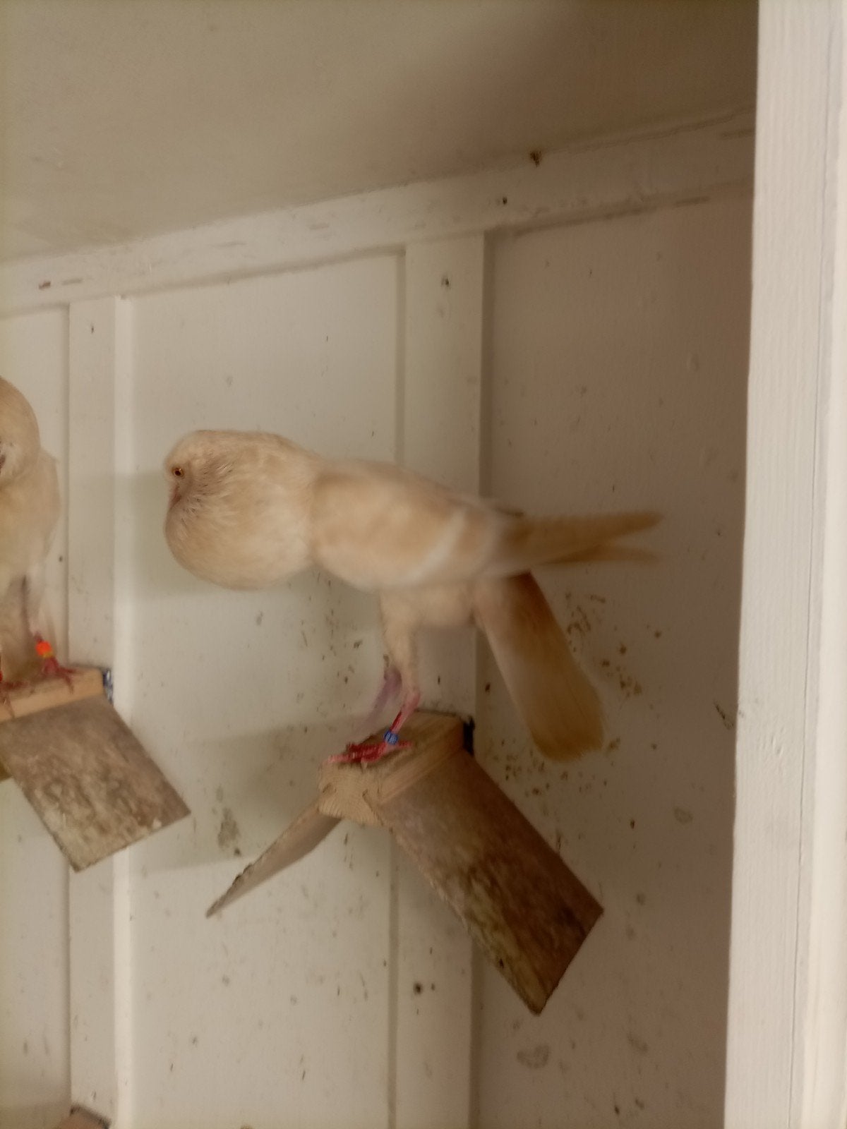 Brunner kroppers in zeer zeldzame kleur !!, Dieren en Toebehoren, Meerdere dieren, Kropper