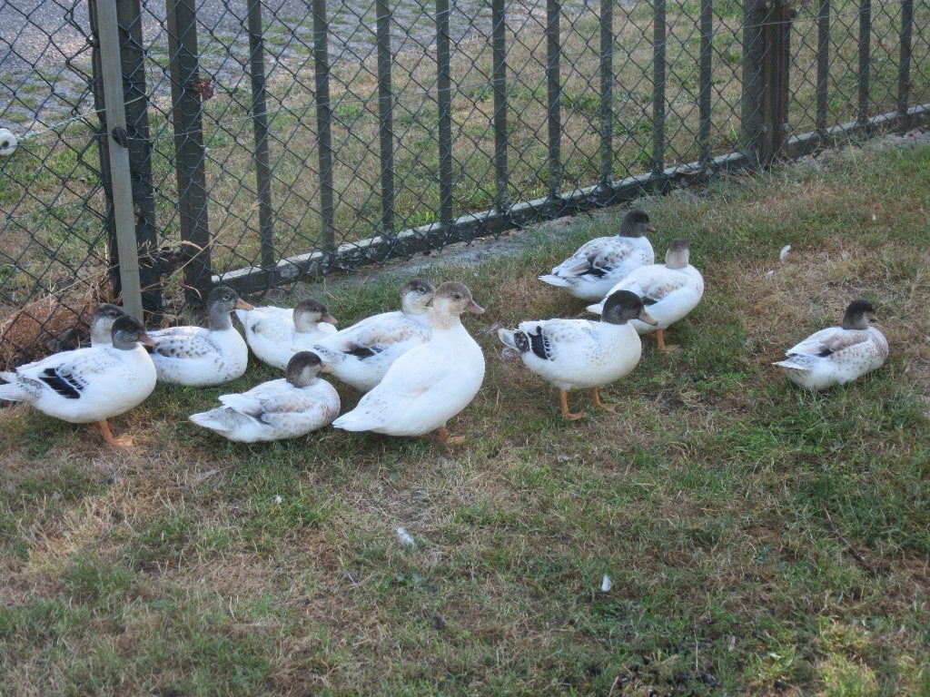 maes kleurige kwakers, Dieren en Toebehoren, Meerdere dieren, Eend