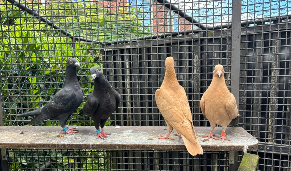 Kleurpostduiven, duiven, postduiven, Dieren en Toebehoren, Meerdere dieren, Postduif