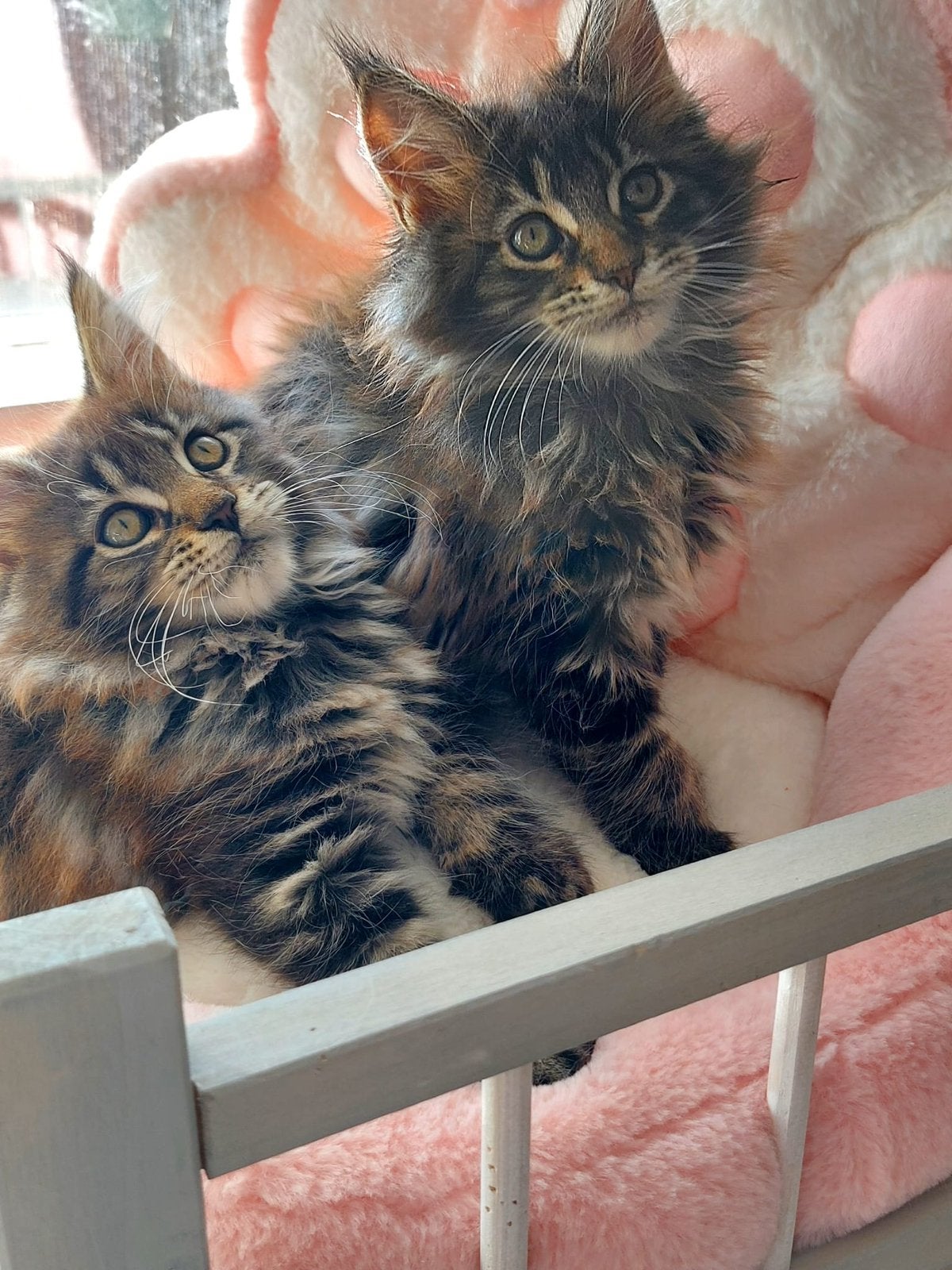 Maine coon kittens, Meerdere dieren, Ontwormd