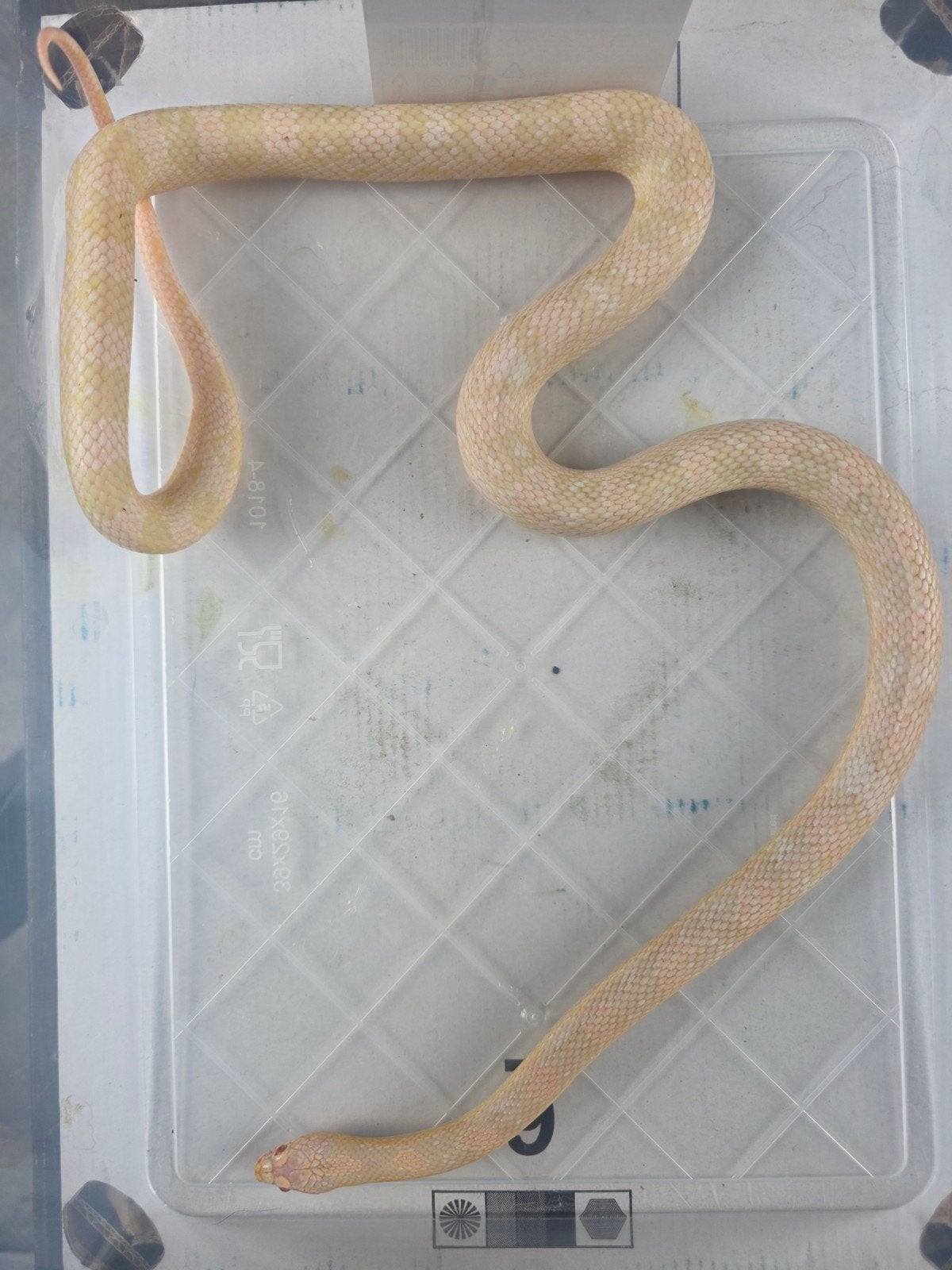 3 rattenslangen vrouwen Rat Snake - female for sale from Jeffrey