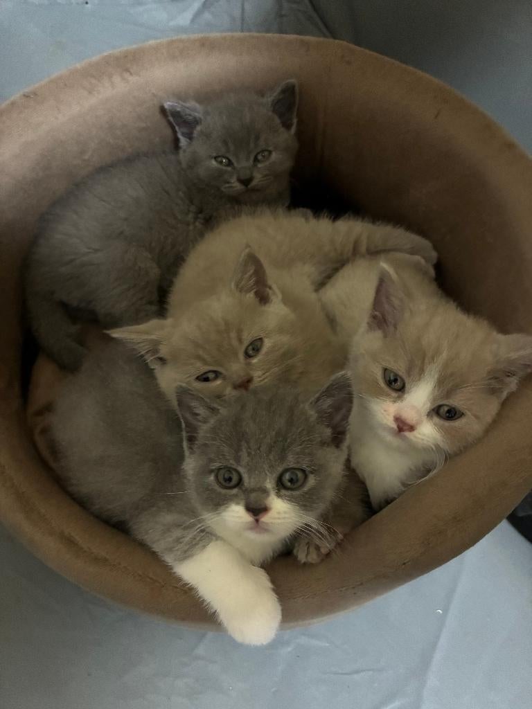 Britse Korthaar Kitten, Dieren en Toebehoren, Kater, 0 tot 2 jaar