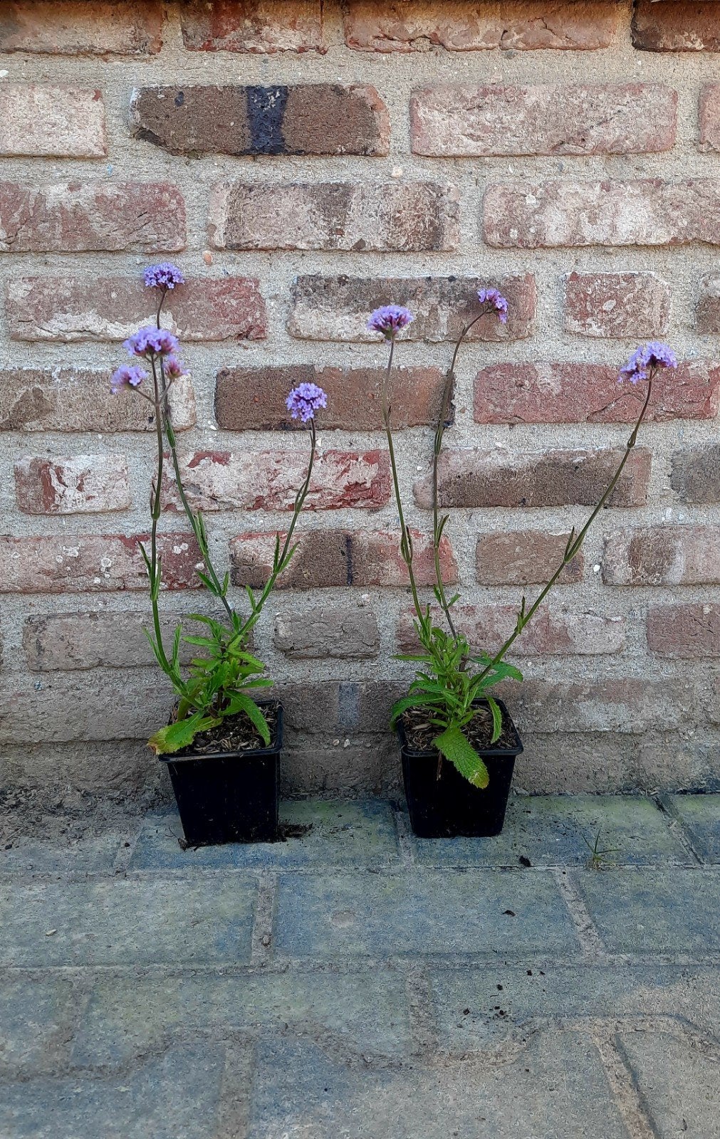 Verbena bonariensis (IJzerhard) Verbena 'Lollipop🍀🌸, Tuin en Terras, Planten | Tuinplanten, Ophalen, Overige soorten, Volle zon