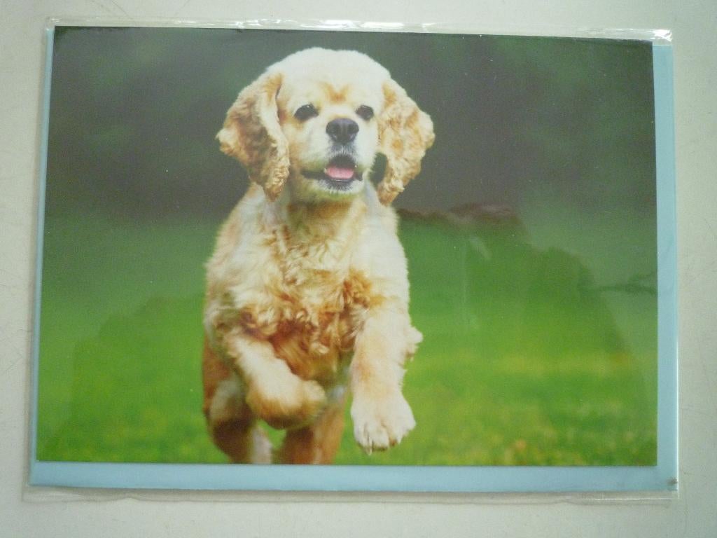 Amerikaanse Cocker Spaniel hond honden, Ophalen of Verzenden, Voor 1920, Hond of Kat
