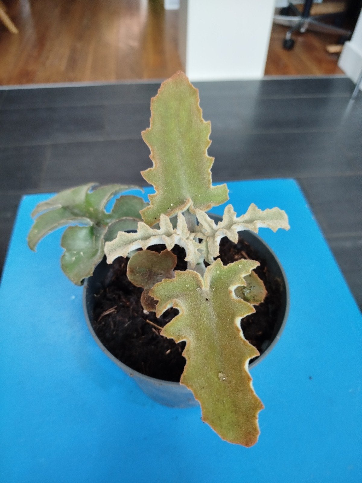 Olifantsoor, Huis en Inrichting, Ophalen, Halfschaduw, Minder dan 100 cm