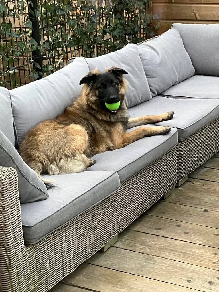 Herderin Azra zoekt een nieuw Baasje, Dieren en Toebehoren, 1 tot 2 jaar, Teef, Parvo, Eén hond