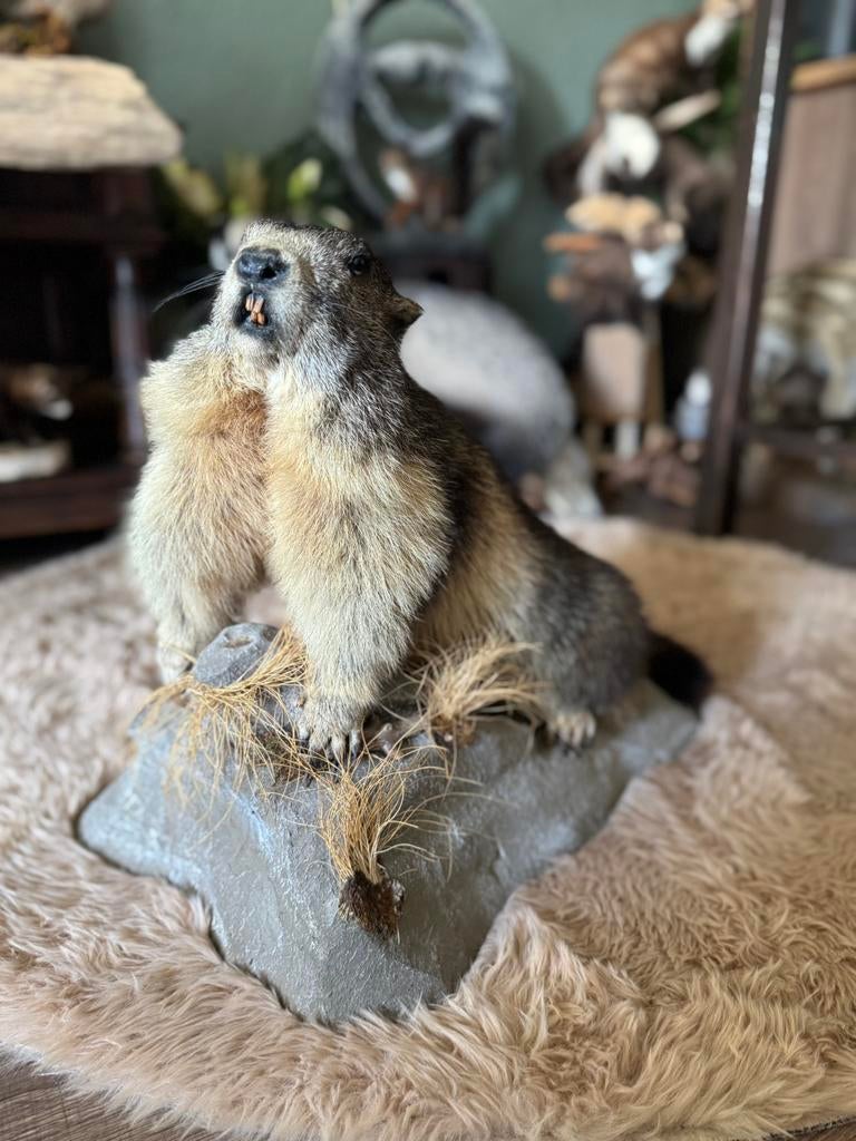 Ogezette Alpenmarmot taxidermie, Ophalen, Zo goed als nieuw, Wild dier, Opgezet dier