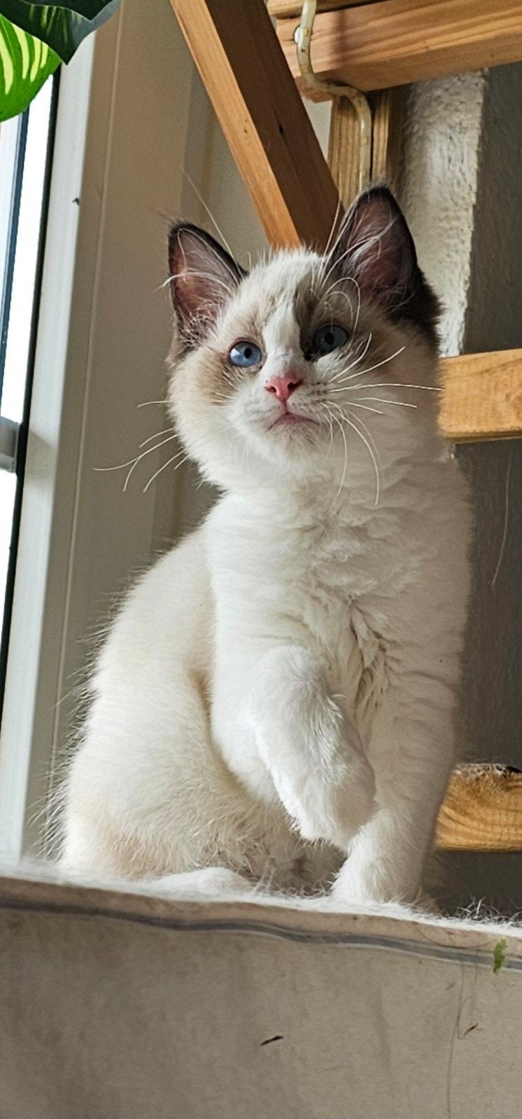 Zuivere superlieve Ragdoll kitten 16wk, Dieren en Toebehoren, Katten en Kittens | Raskatten | Langhaar, Kater, Ontwormd, 0 tot 2 jaar