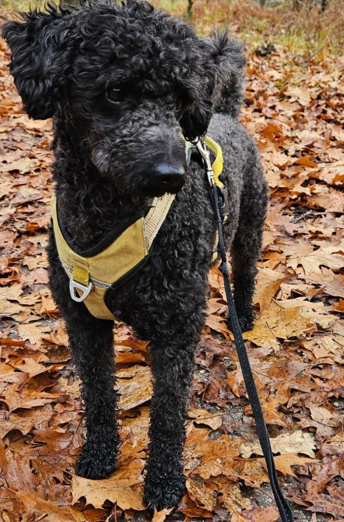 Dekreu midden slag poedel. Getest, schofthoogte 43 cm, Reu, Parvo, Eén hond, 3 tot 5 jaar
