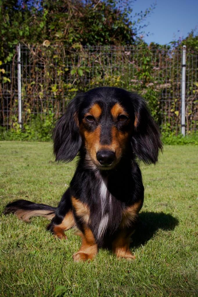 dwergteckel langhaar reu black & tan beschikbaar als dekreu, Dieren en Toebehoren, Reu, 1 tot 2 jaar, Dwerg, Langhaar