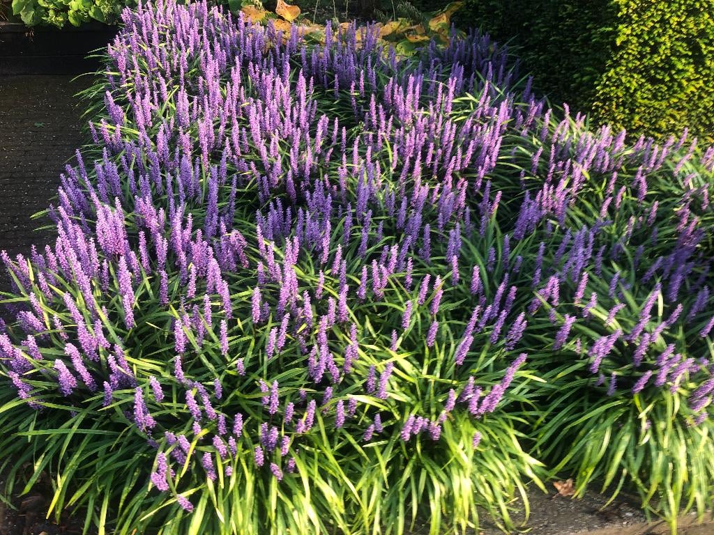 Liriope/Lelie gras, groen blijvend rijke bloei NU 2,25 OP=OP, Vaste plant, Halfschaduw, Zomer, Ophalen