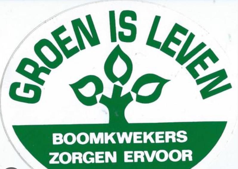 Lei bomen groen blijvend, Tuin en Terras, Planten | Bomen, Ophalen of Verzenden, Halfschaduw, Leiboom