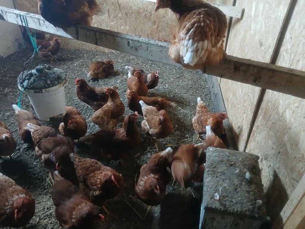 Leg kippen te koop 25 weken oud, Vrouwelijk, Kip