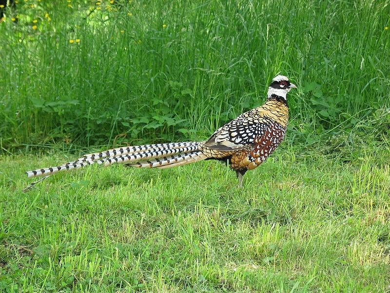 Koningsfazanten | Sierlijke fazant met lage staart!, Dieren en Toebehoren, Meerdere dieren, Overige soorten